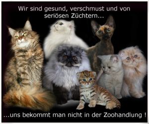 Petition: Keine Tiere aus dem Zoogeschäft !