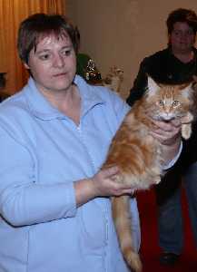 Best in Show Maine Coon